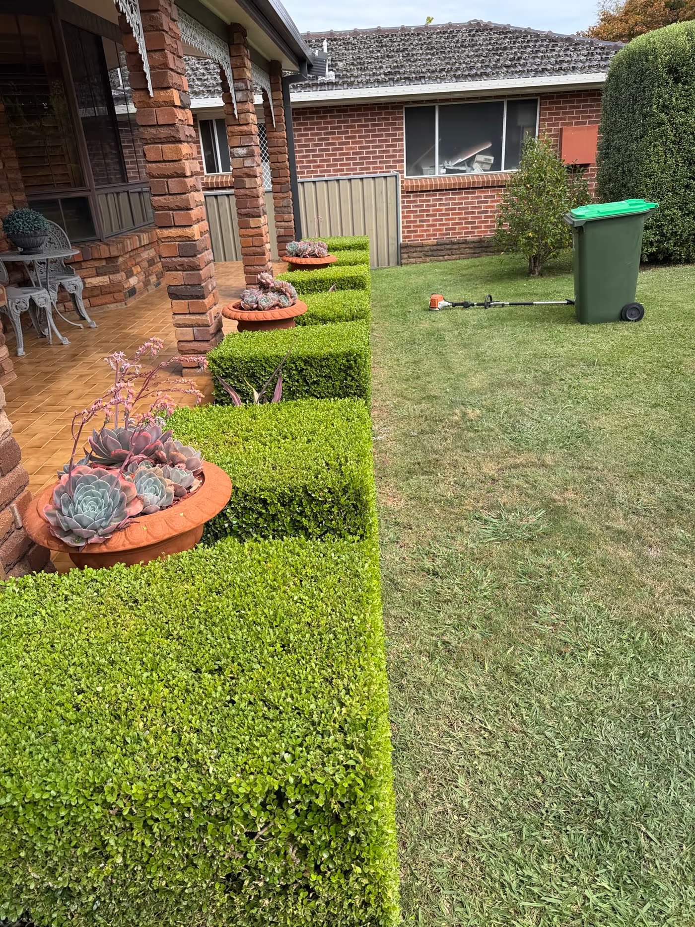 A row of box hedging shaped and squared off along a garden edge