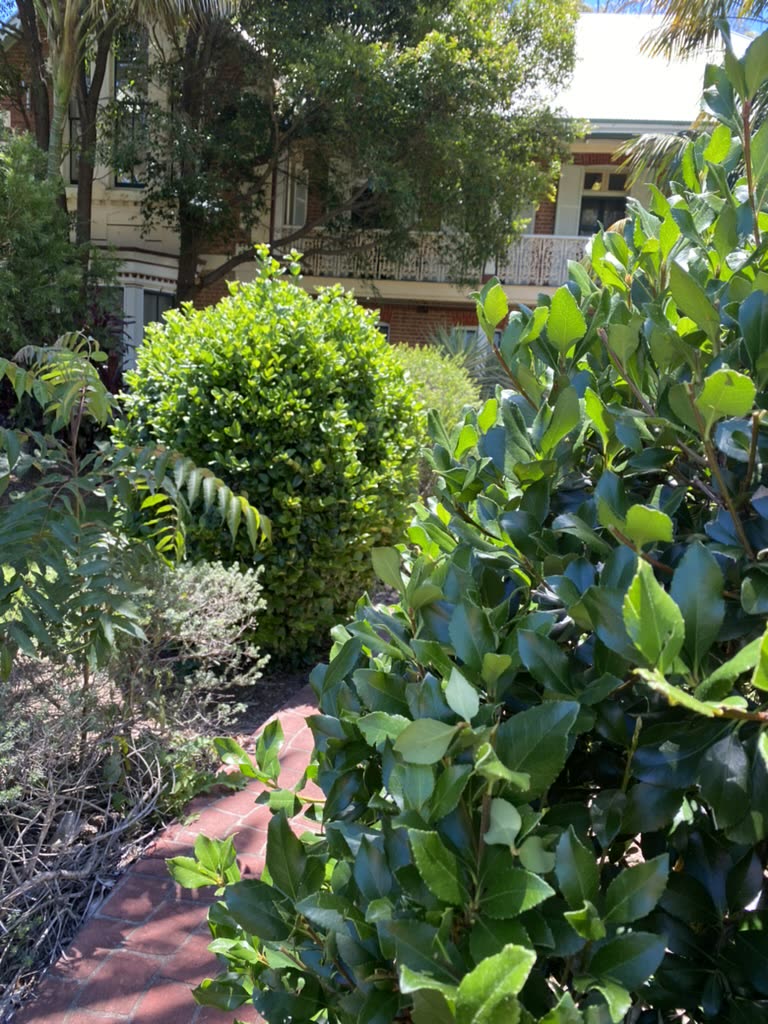 A row of hedging before shaping